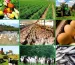 راهنمای جامع صادرات محصولات کشاورزی ایران