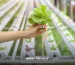 بررسی مزایا، چالش‌ها و چشم‌اندازهای کشاورزی بدون خاک (هیدروپونیک و آکواپونیک) در ایران با هدف صرفه‌جویی در مصرف آب و بهره‌وری بالا