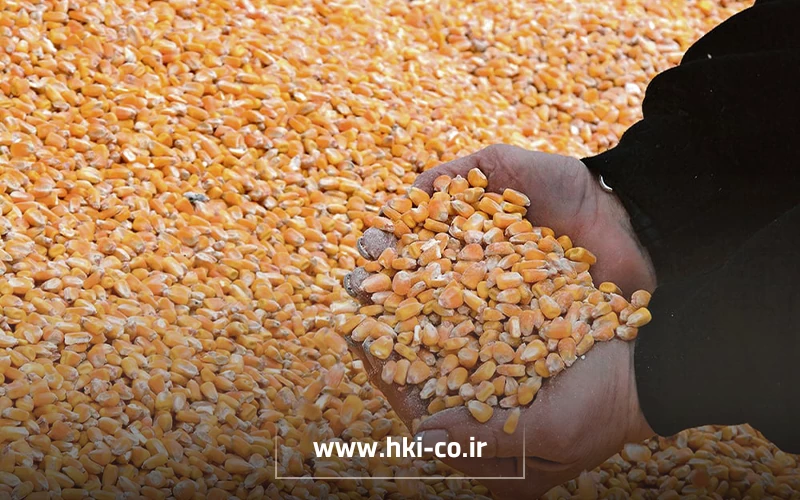 ایران به‌دلیل رشد صنعت دام و طیور، کمبود منابع داخلی و وابستگی به نهاده‌های وارداتی، به ششمین واردکننده بزرگ ذرت جهان تبدیل شده است.
