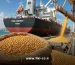 راهنمای جامع و چالش‌های واردات ذرت دامی به کشور
