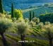 بررسی تأثیر هرس اصولی و مدیریت صحیح آبیاری بر افزایش باردهی درخت زیتون و بهبود کیفیت و میزان محصول