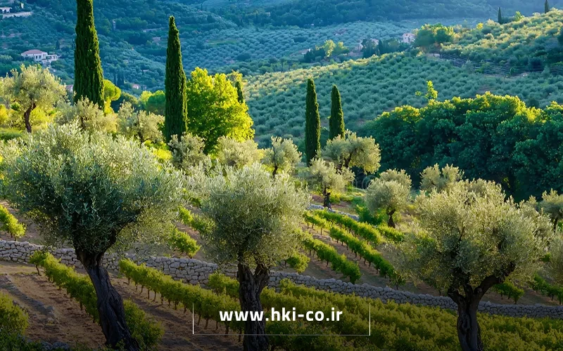 بررسی تأثیر هرس اصولی و مدیریت صحیح آبیاری بر افزایش باردهی درخت زیتون و بهبود کیفیت و میزان محصول
